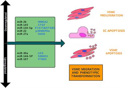 Non-coding RNAs Regulate the Pathogenesis of Aortic Dissection